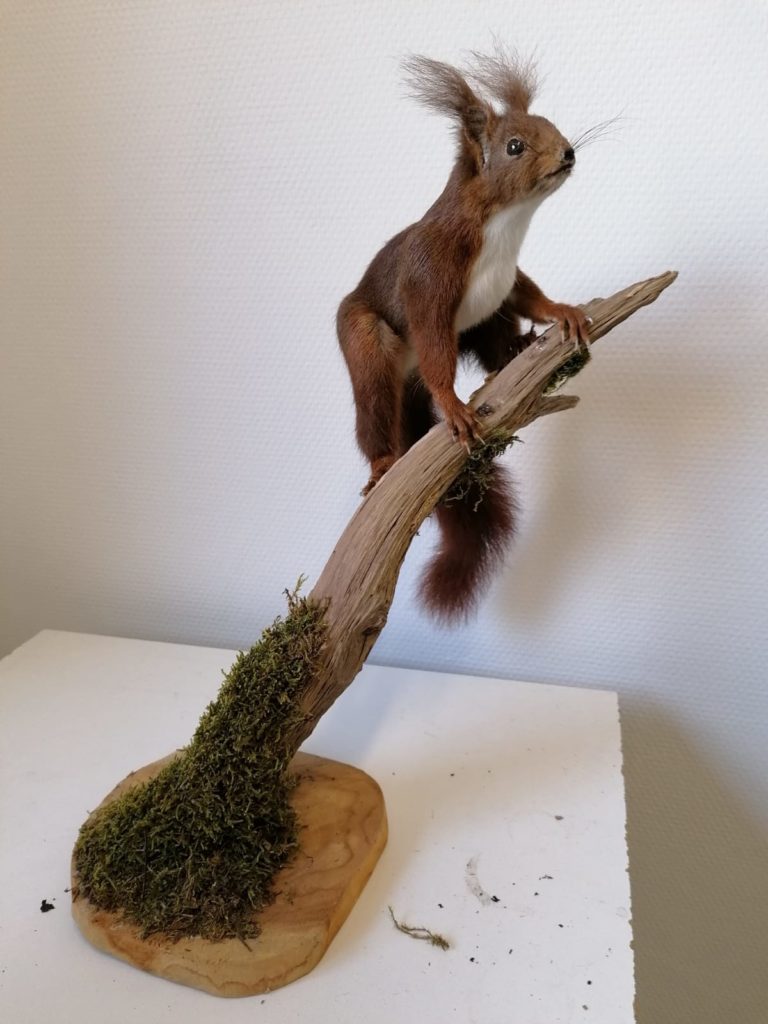 Preparateur Broek IJmuiden Taxidermist opzetten vogels dieren prepareren