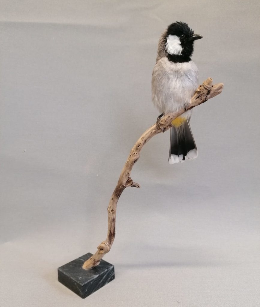 Witoor bulbul, Preparateur Han Broek