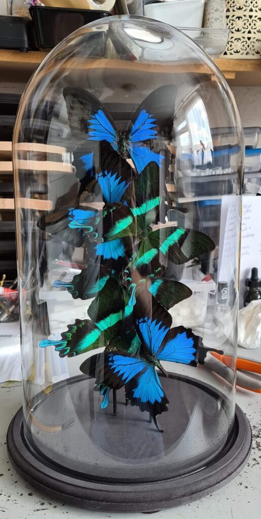 3 Papilio Ulysses en 3 Papilio blumei indonesia