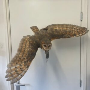 Vliegende kerkuil met muis als prooi