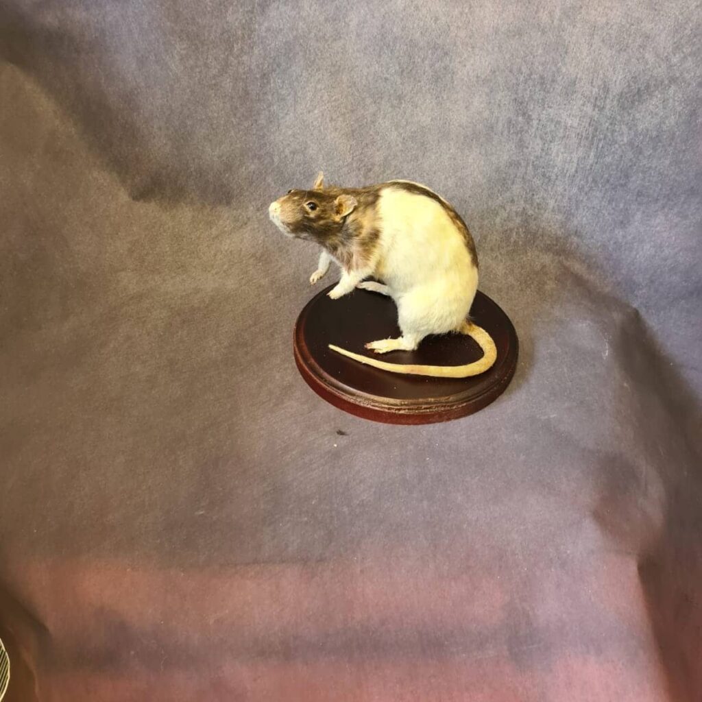 Rat